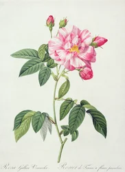 Rosa gallica versicolor (French rose), engraved by Langlois, from 